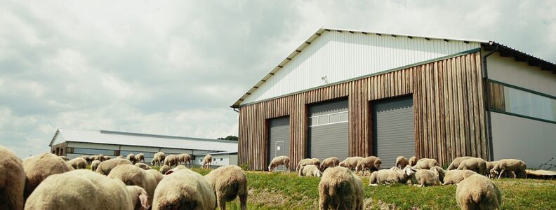 wool-sheds